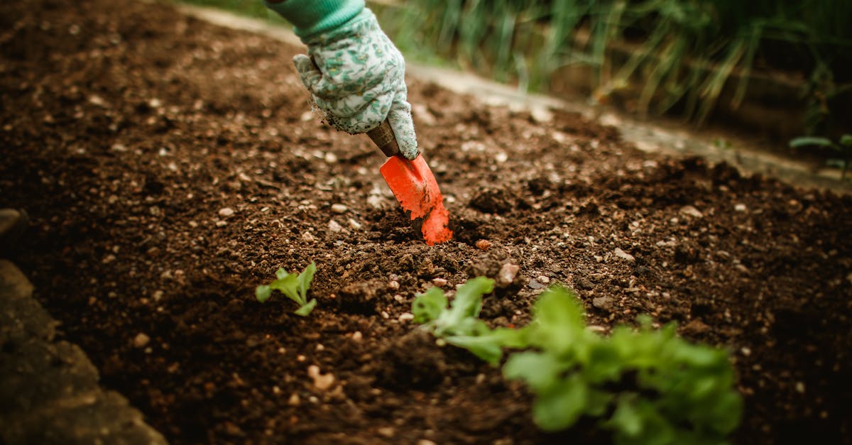 Achieving Tranquility through Simple Garden Landscaping