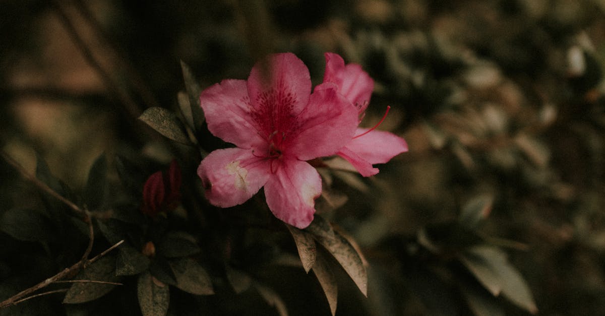 Applying Proportion and Scale for Cohesive Landscape Designs