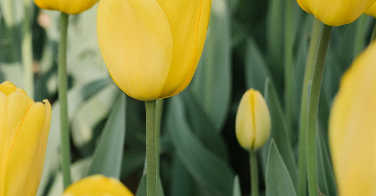 Balancing Emphasis in Landscape Design