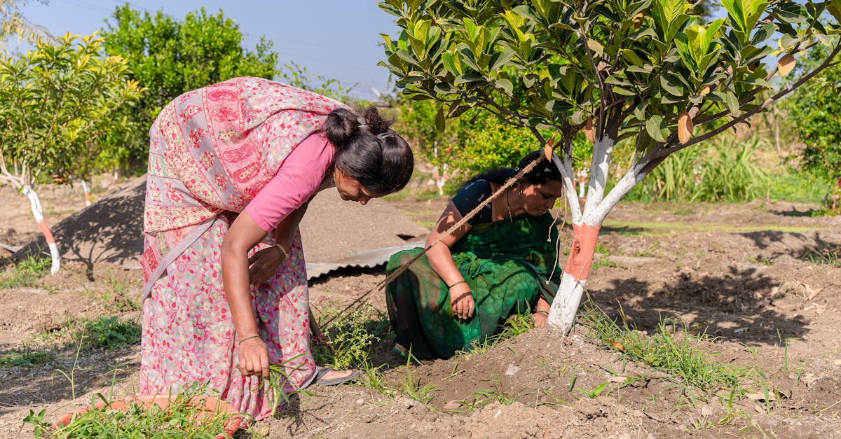 Enhancing Garden Aesthetics with Radial Balance