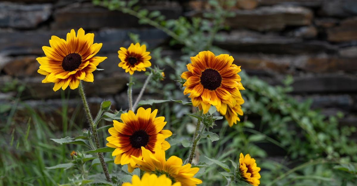 Enhancing Movement and Continuity in Garden Layouts