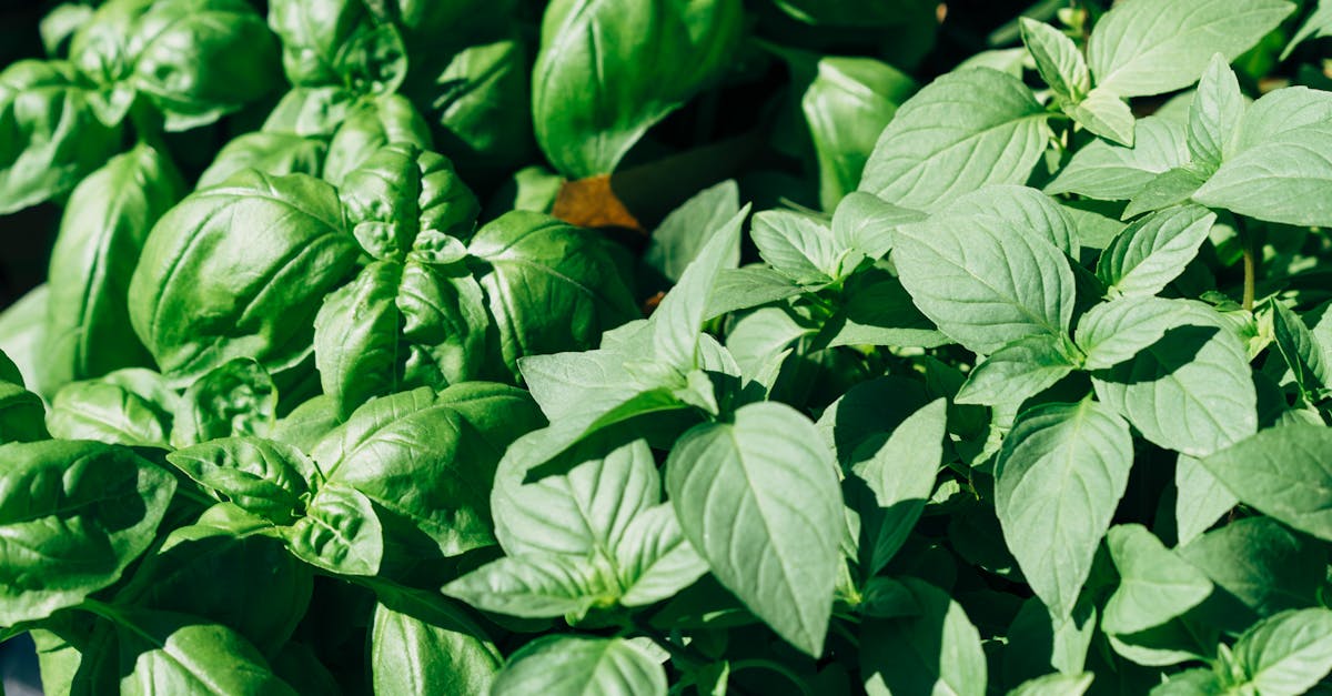 Incorporating Focal Points for Depth and Perspective in Landscaping