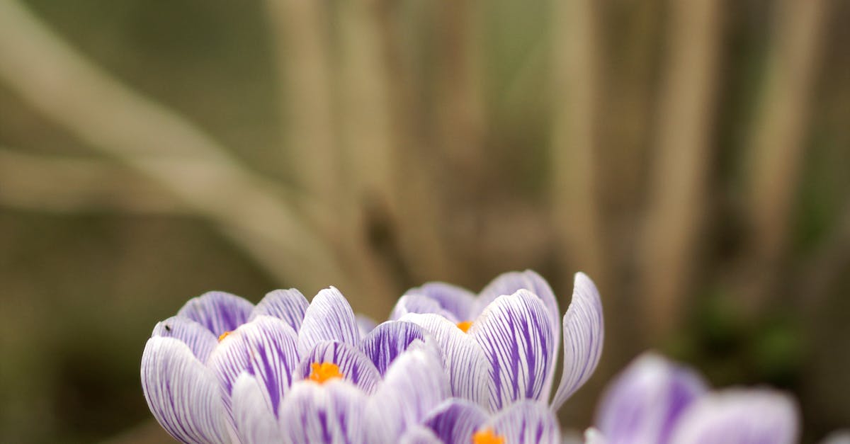 Incorporating Focalization with Hardscape Features