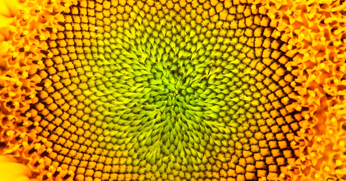 Incorporating Minimalism in Garden Landscapes