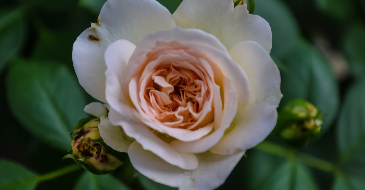 Proportion and Scale: A Guide to Successful Garden Design