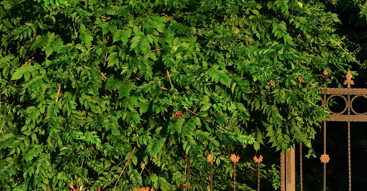 Radial Balance in Landscape Gardening: Design Tips and Tricks