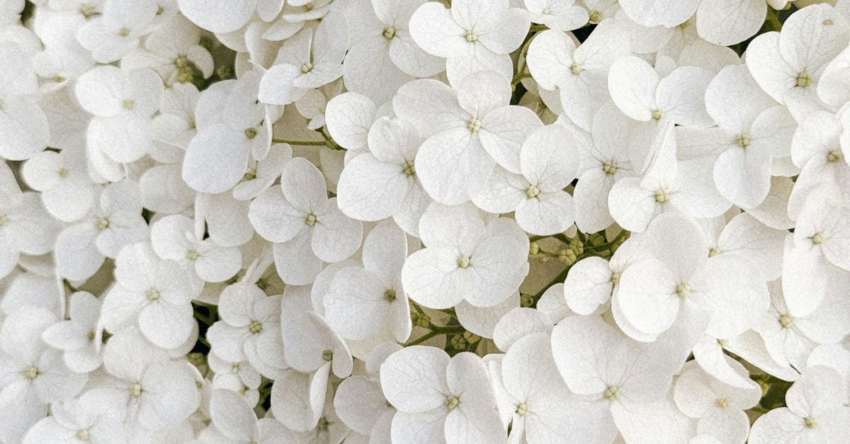 Simplicity and Elegance in Garden Design