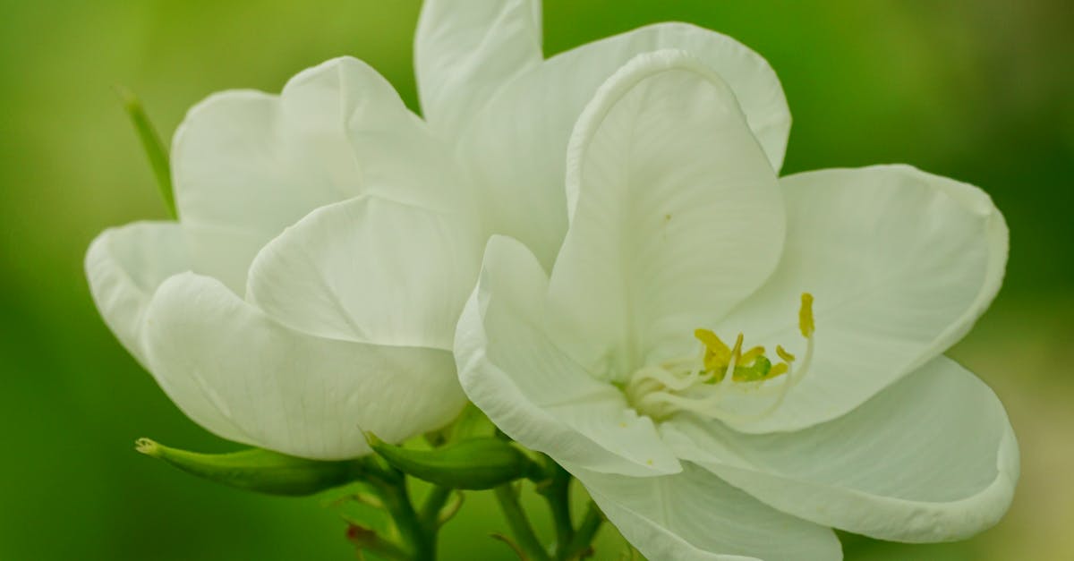 Strategic Use of Repetition for Aesthetic Cohesion