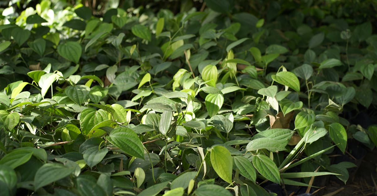 The Art of Repetition: Enhancing Unity in Garden Design