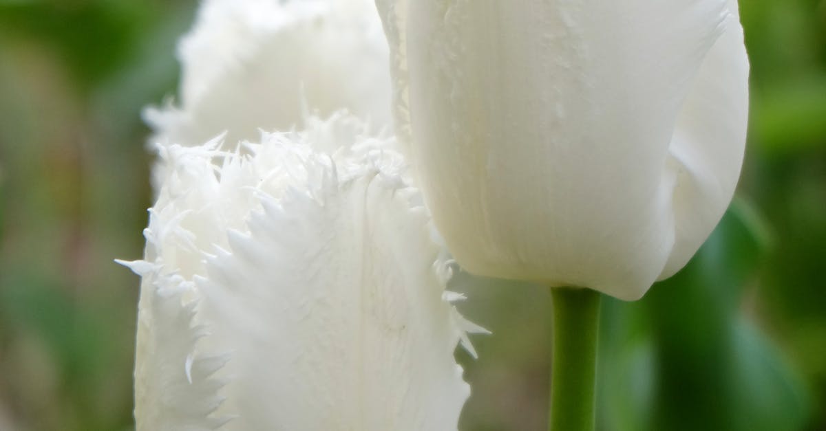 The Role of Focal Points in Directing Attention in Garden Design