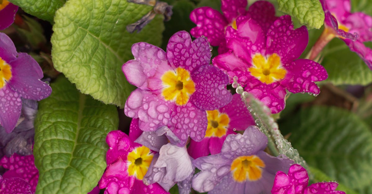 Understanding Informal Balance in Landscape Gardening