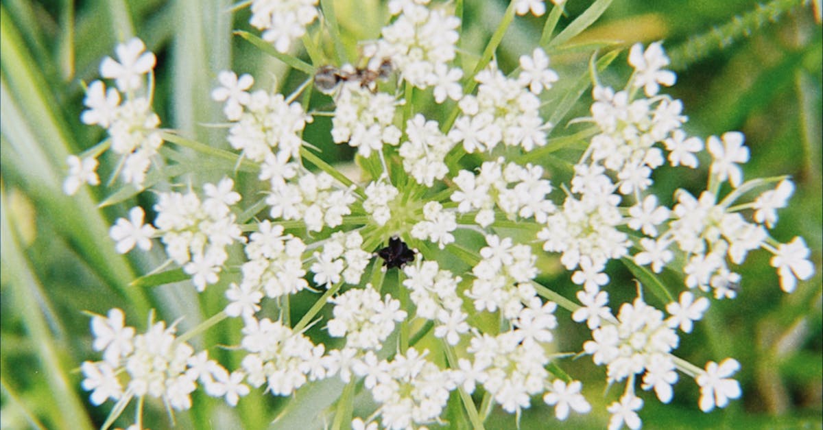 Using Colour and Texture for Informal Balance in Garden Design