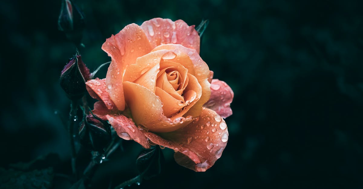 Using Colour to Emphasize in Garden Landscaping