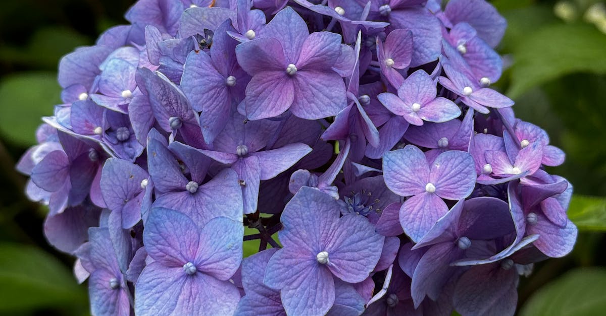 Utilising Asymmetrical Balance for Captivating Garden Designs