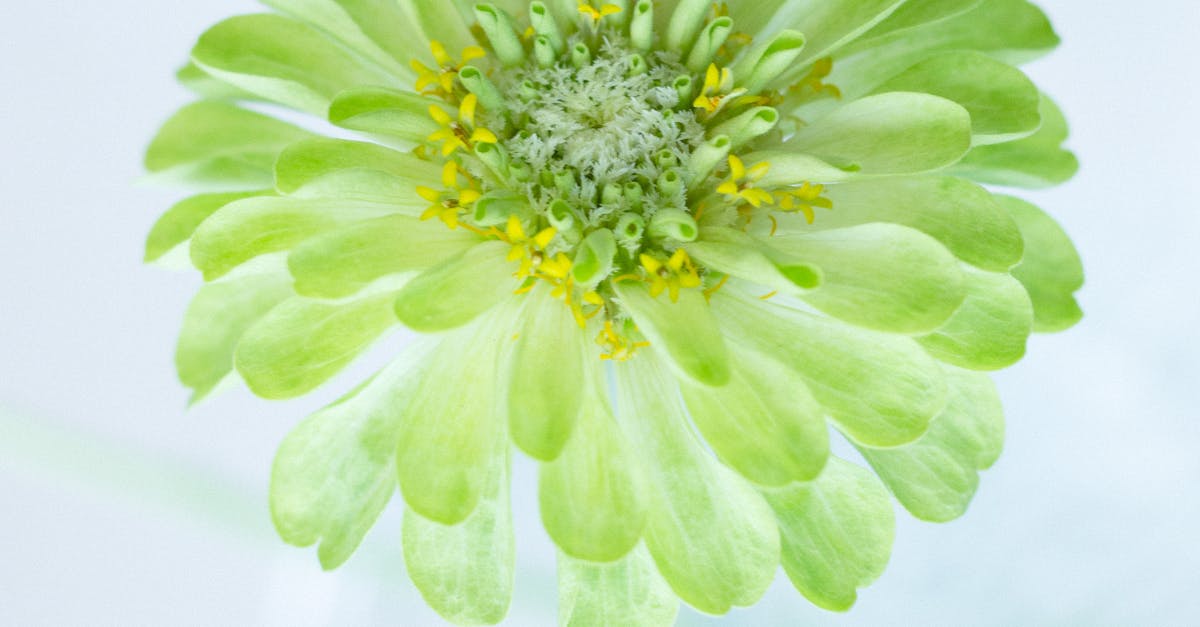 Utilising Radial Balance for Eye-catching Garden Layouts